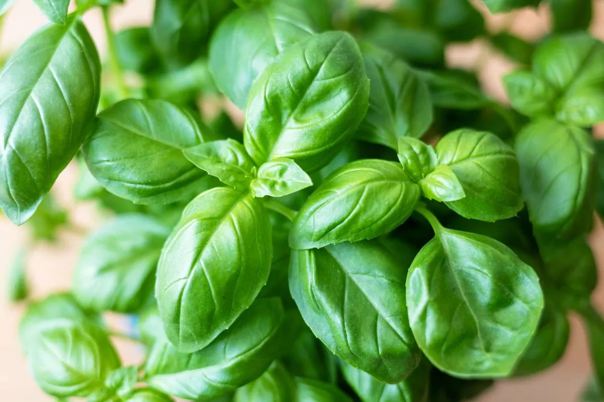 Basilicum kweken: een gids voor beginners