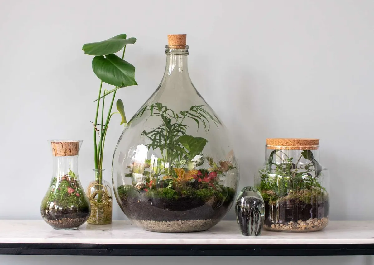 Ontdek de wondere wereld van bioactieve terrariums