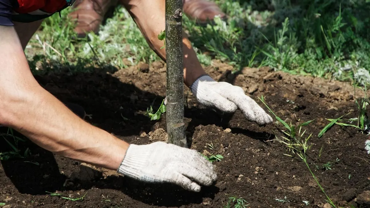 De verborgen gevaren van bomen in de tuin
