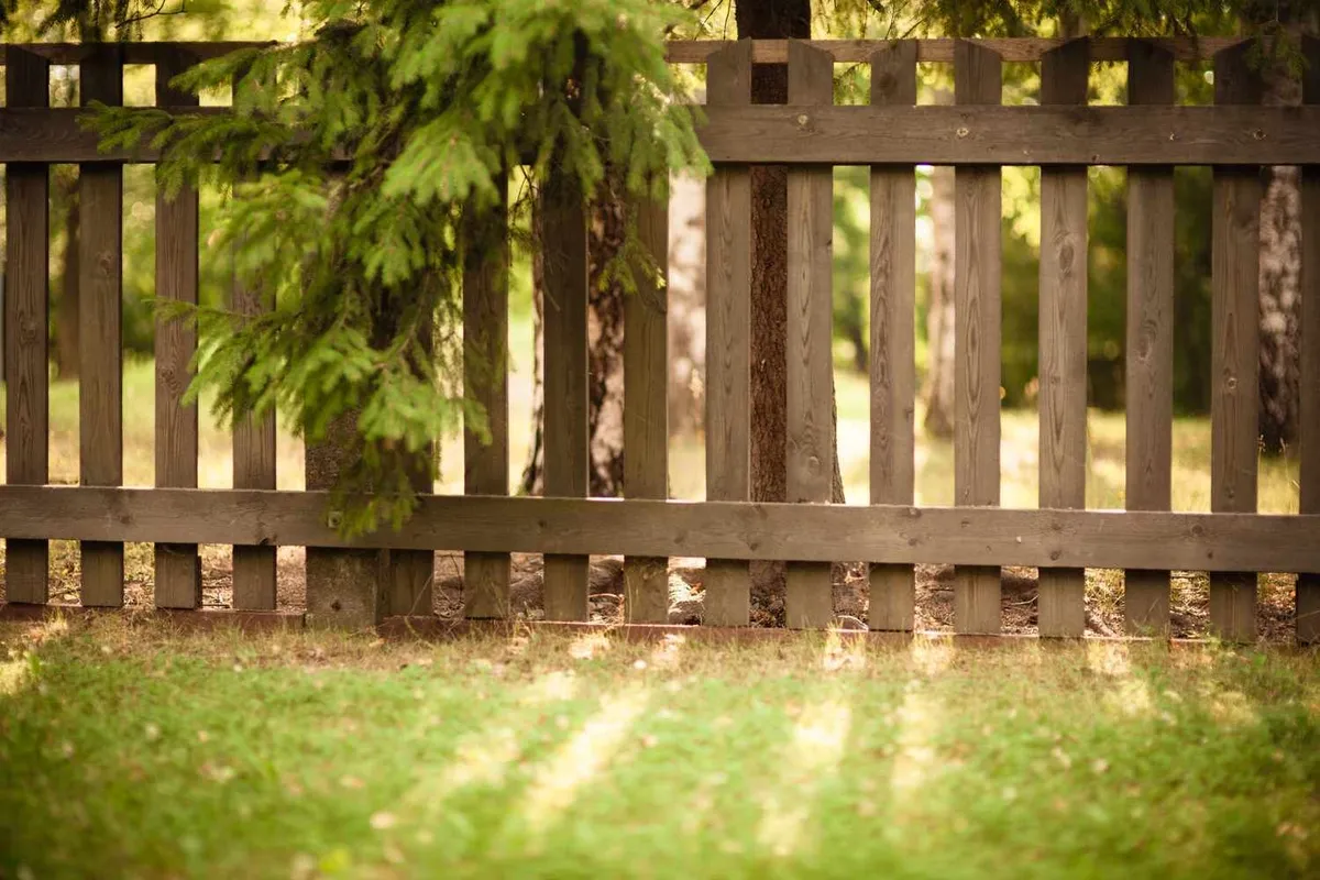 Bomen snoeien: wat je moet weten over je rechten en plichten