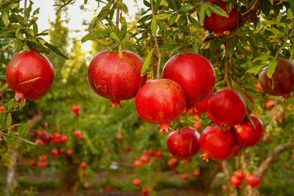 Fruitbomen die floreren in zanderige grond