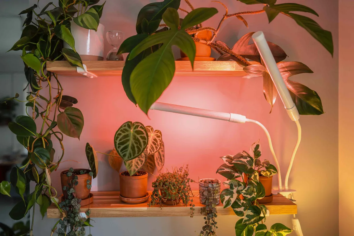 Waarom groeilampen niet te missen zijn in de moderne tuinbouw