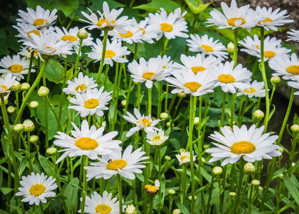 De voordelen van herfstbeplanting voor een weelderige lentetuin