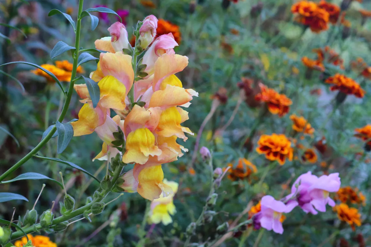 Vijf bloemen om in augustus te planten voor een kleurrijke herfst