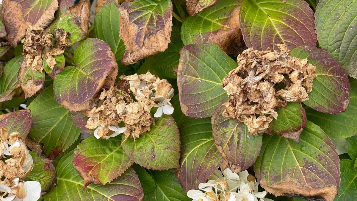 Bruine hortensia's: Oorzaken en oplossingen voor een gezonde tuin