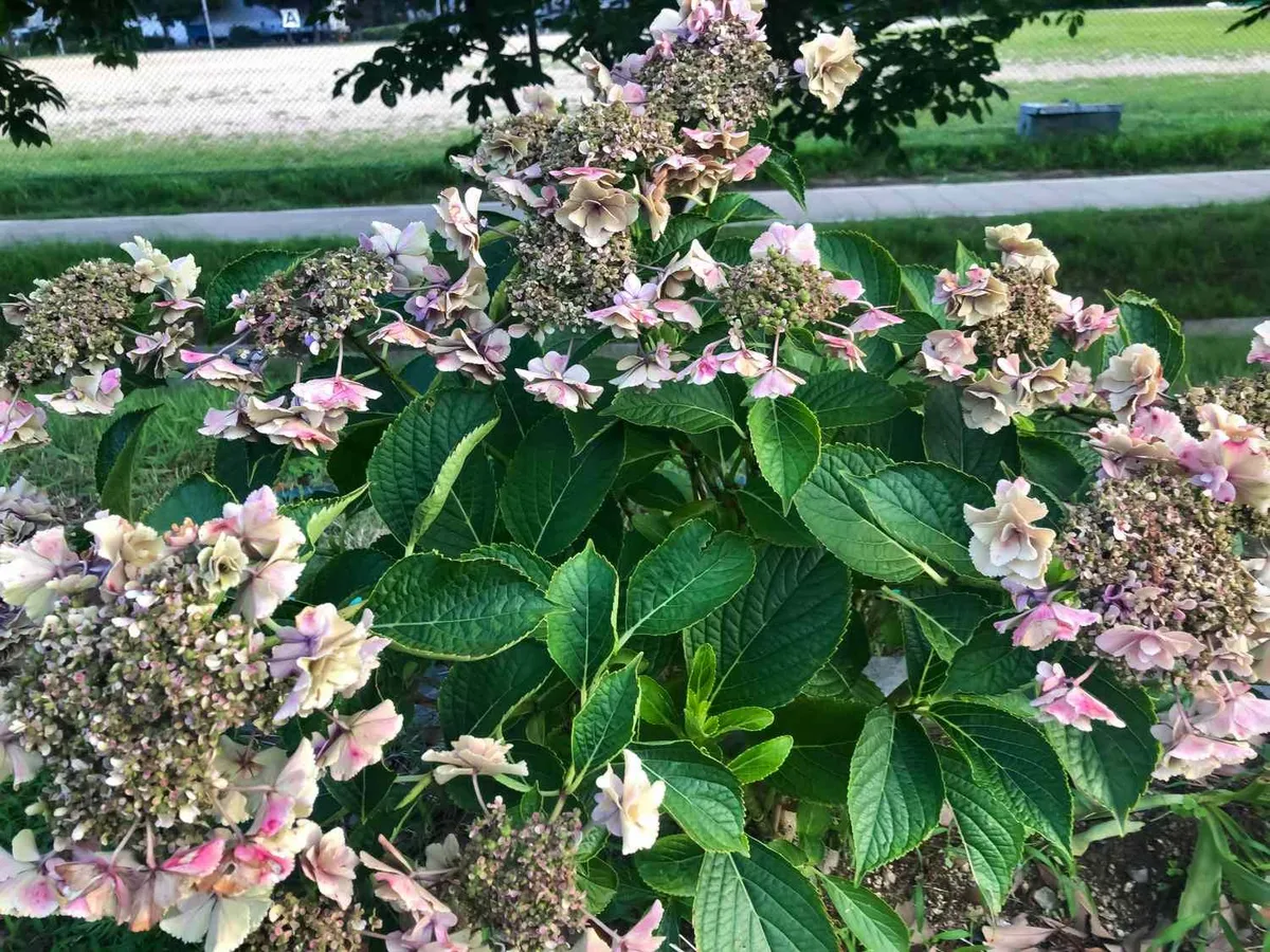 Hortensia's: een bloeiende uitdaging en hoe ze te overwinnen