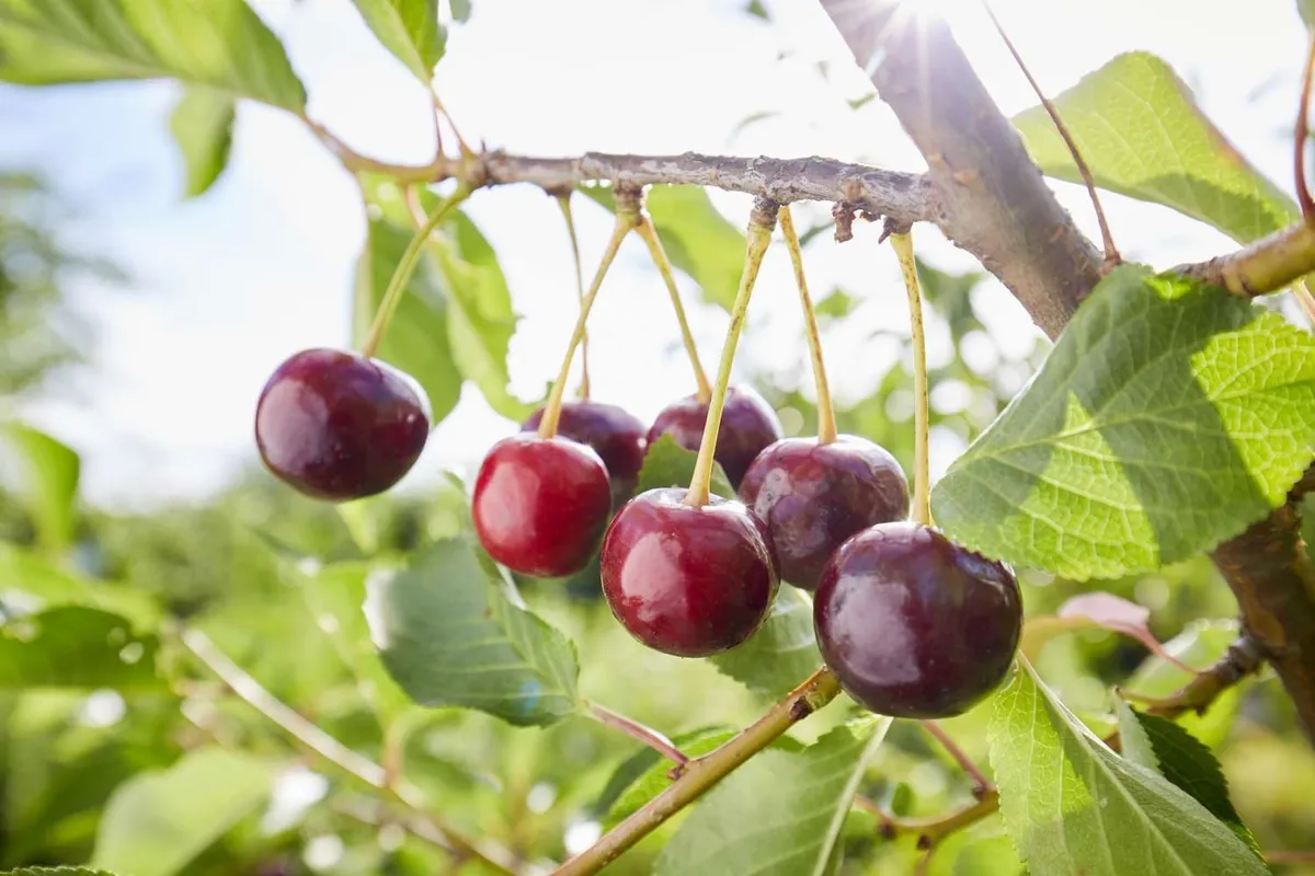 Hoe je een kersenboom uit een pit laat groeien