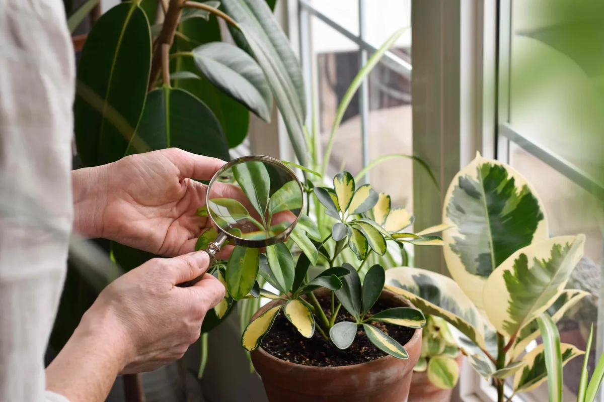 Ongedierte op kamerplanten: hoe ze te herkennen en bestrijden