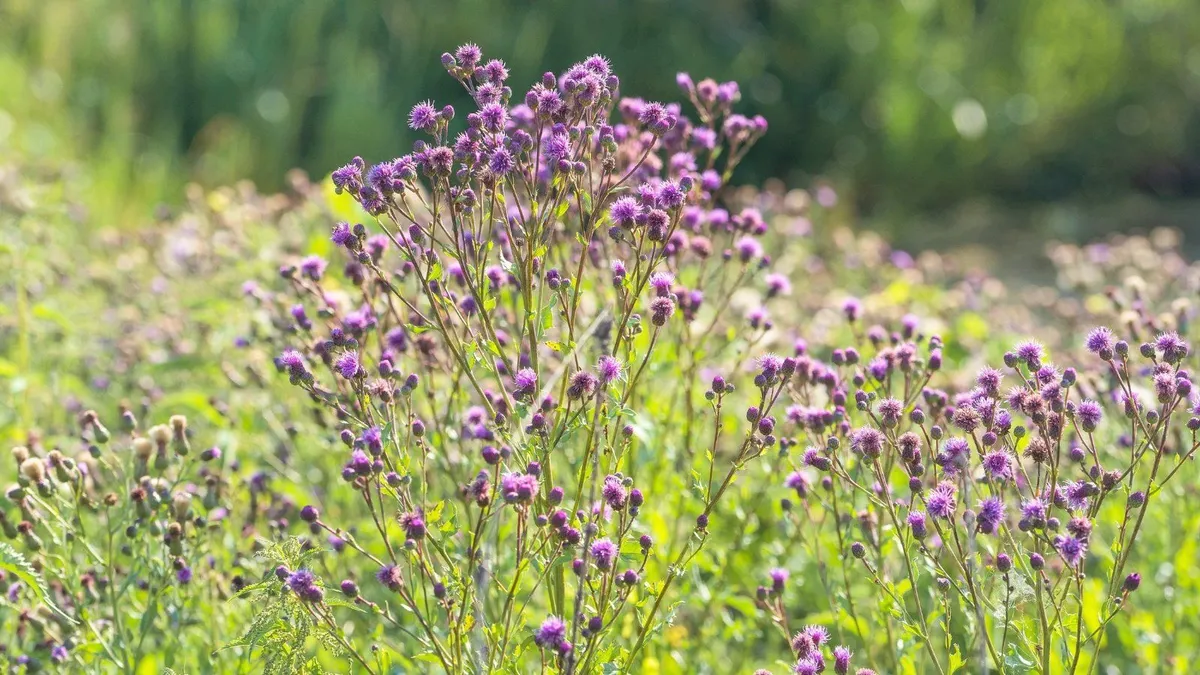 Onkruid: De onwelkome overlevers van de tuin