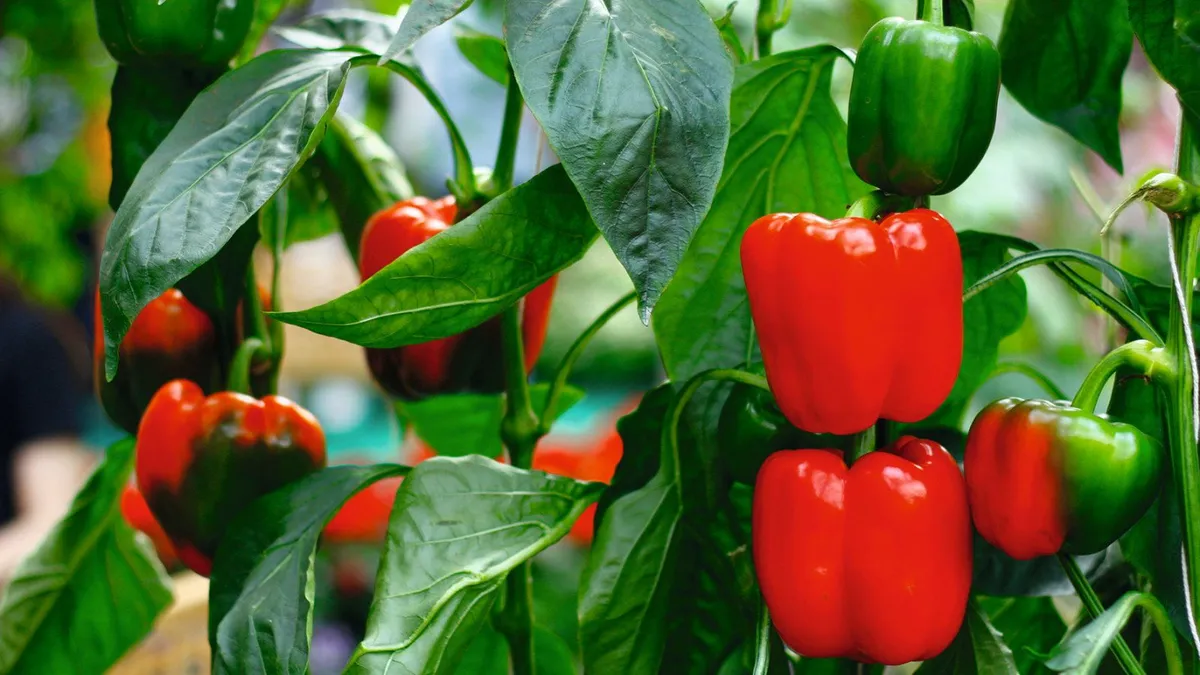 Paprika's sneller laten rijpen tijdens de overgang van zomer naar herfst