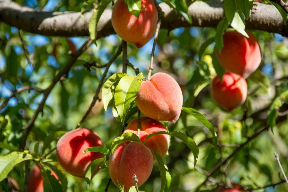 De perfecte gezelschapsplanten voor perzikbomen