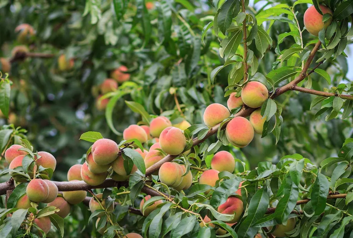 Hoe je een perzikboom uit een pit laat groeien