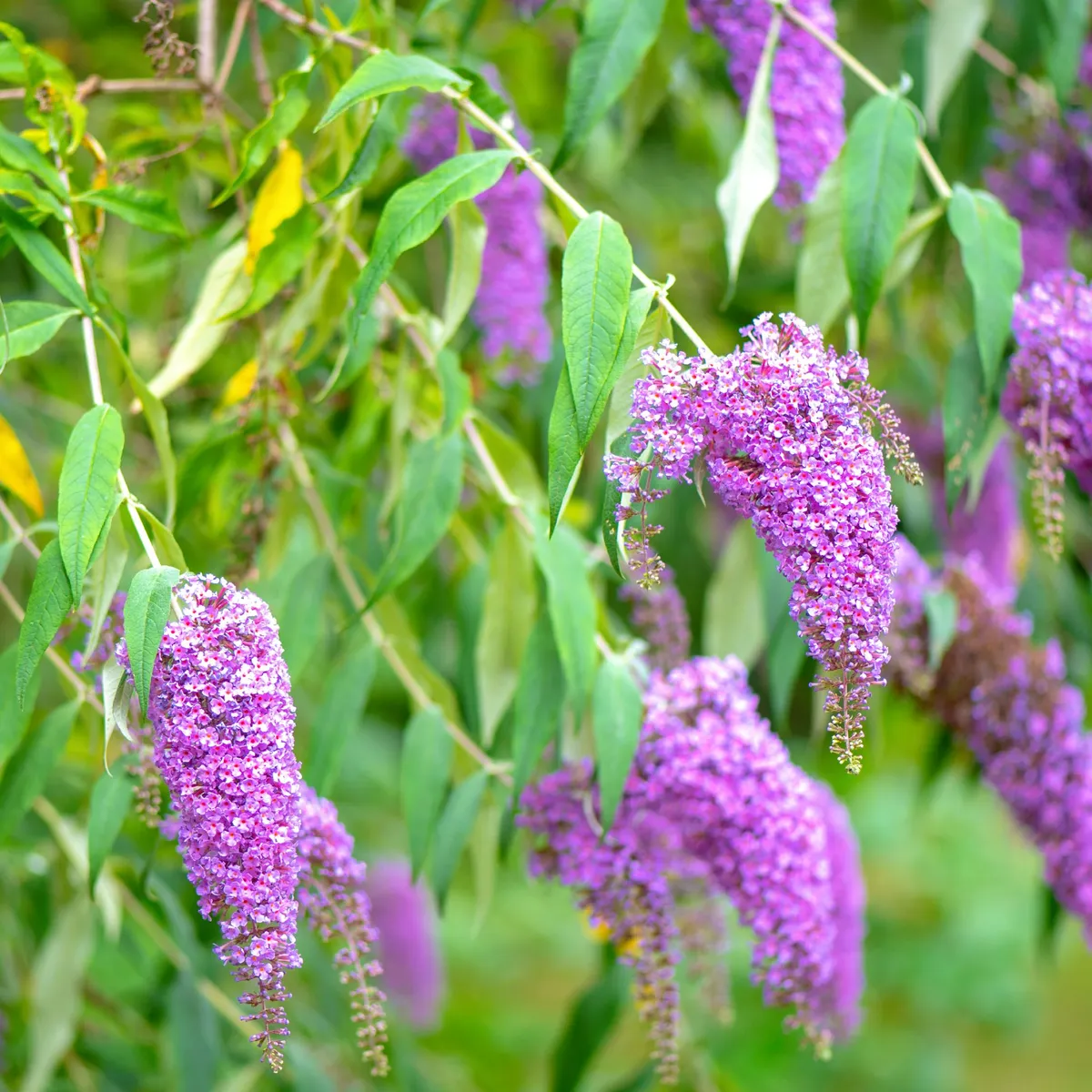 Problematische planten in de tuin: een uitdaging voor tuiniers