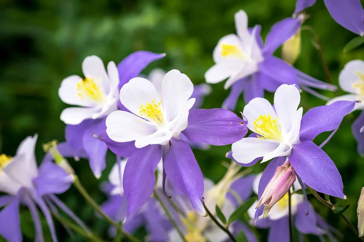 Schaduwminnende planten: een kleurrijke gids voor je tuin