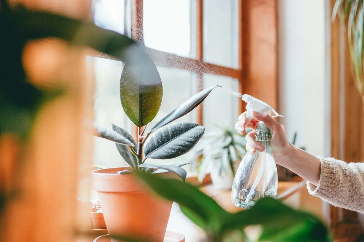 Spintmijten bestrijden en voorkomen bij kamerplanten