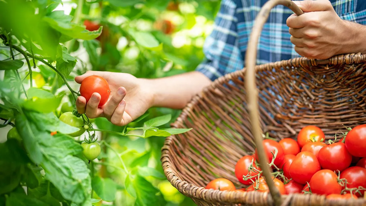 De kunst van het rijpen: hoe tomaten op hun best smaken