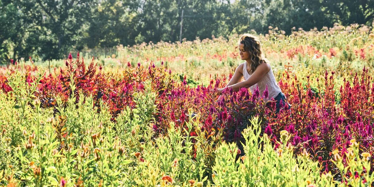 Efficiënt tuinieren: De kunst van dode bloemen verwijderen en onderhoudsvriendelijke planten