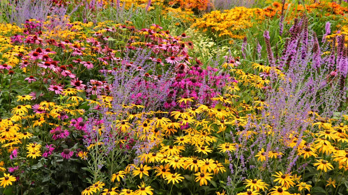 Waarom augustus perfect is voor vaste planten