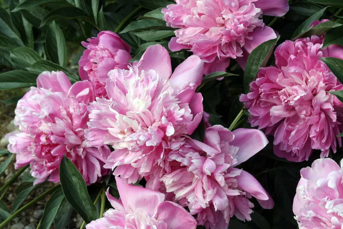 Het planten van vaste planten in de late zomer: een gids voor tuiniers