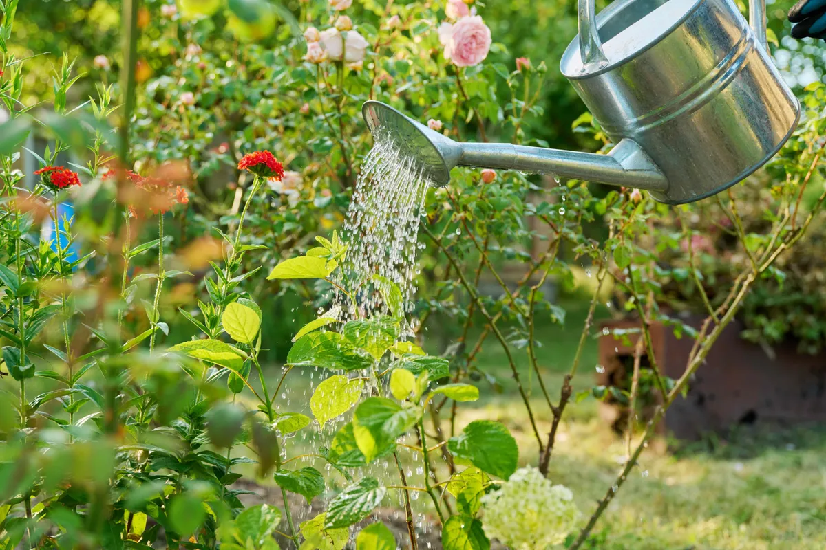 Praktisch water geven in je tuin: wat je moet weten