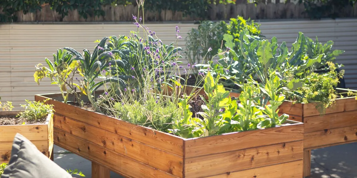 Groenten in de zomer planten: tips voor een succesvolle oogst
