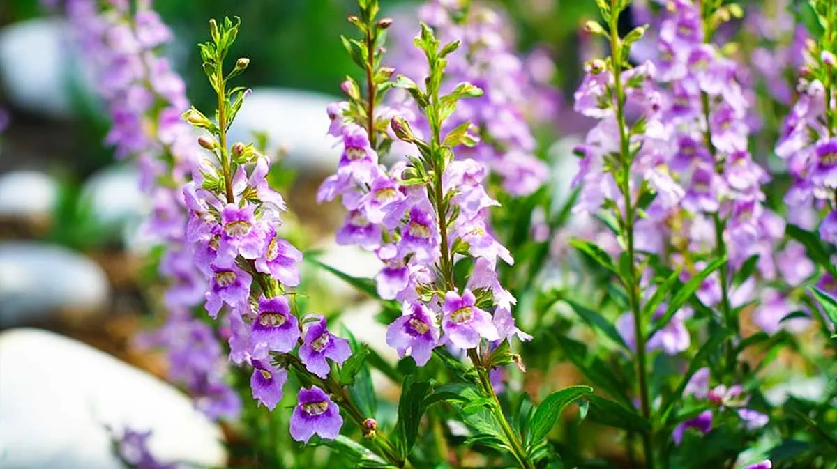 Angelonia: de onverwachte herfstbloem voor je balkon