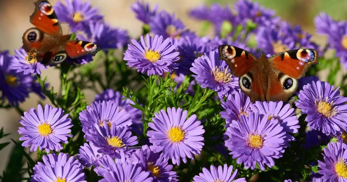 De pracht van de aster: een ster in september