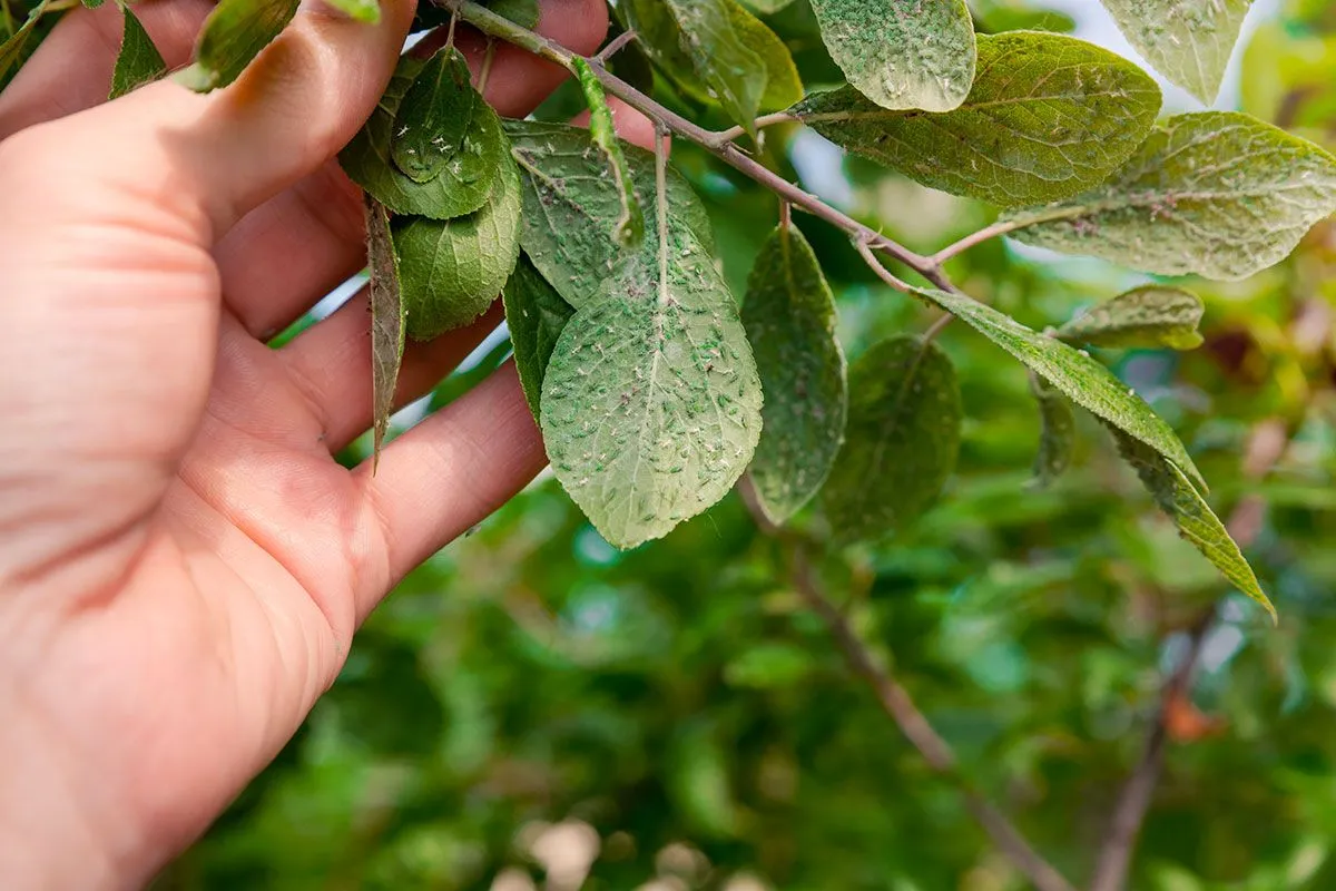 Natuurlijk bladluis bestrijden: een groene aanpak voor je tuin
