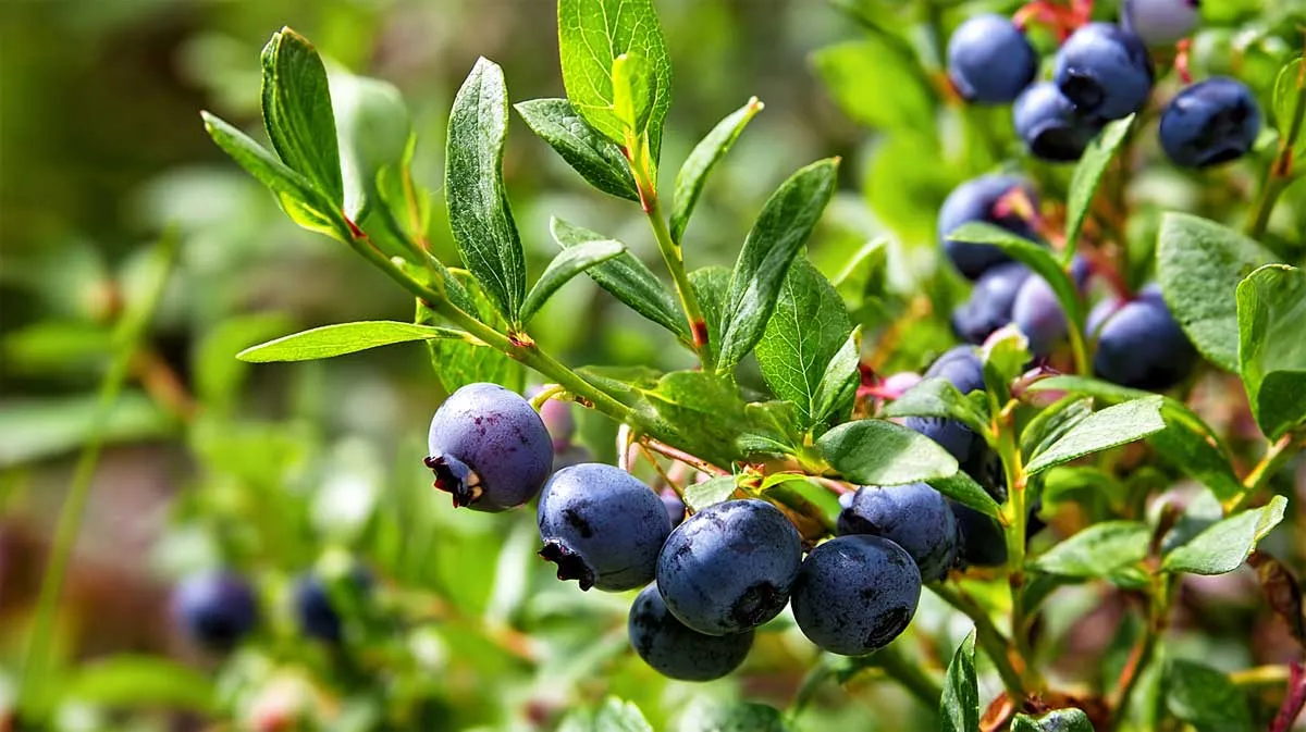 De beste planttijd voor bosbessen: september geeft succes