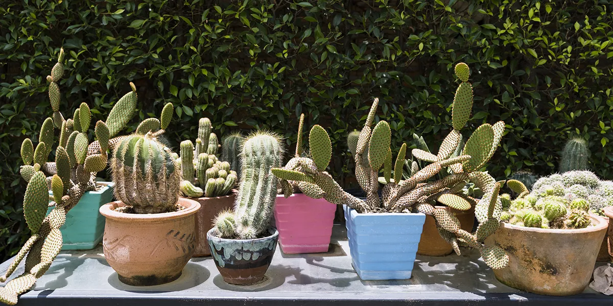 Winterverzorging van cactussen: Houd je groene vrienden veilig tegen de kou