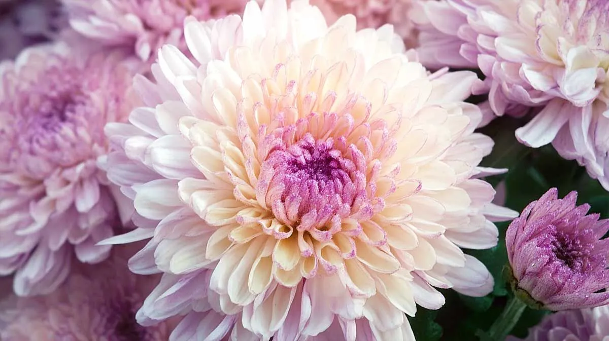 Chrysanten: Meer dan alleen bloemen van de dood