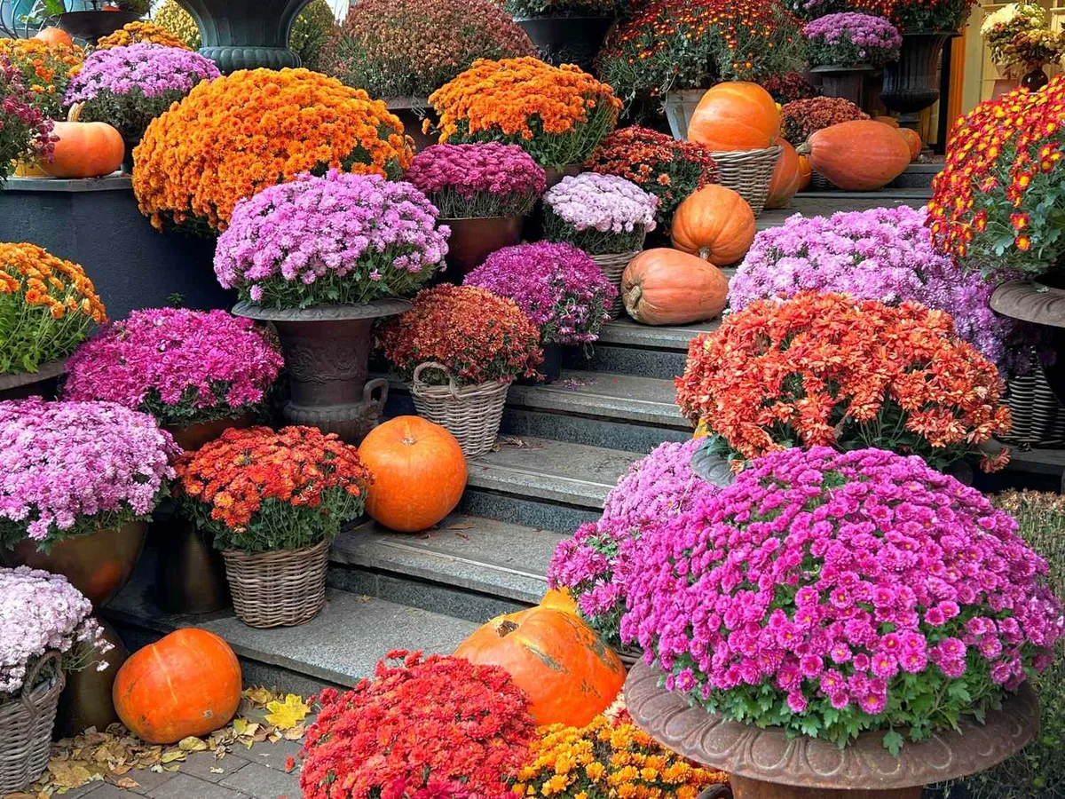 De charme van chrysanten: de herfstbloem bij uitstek
