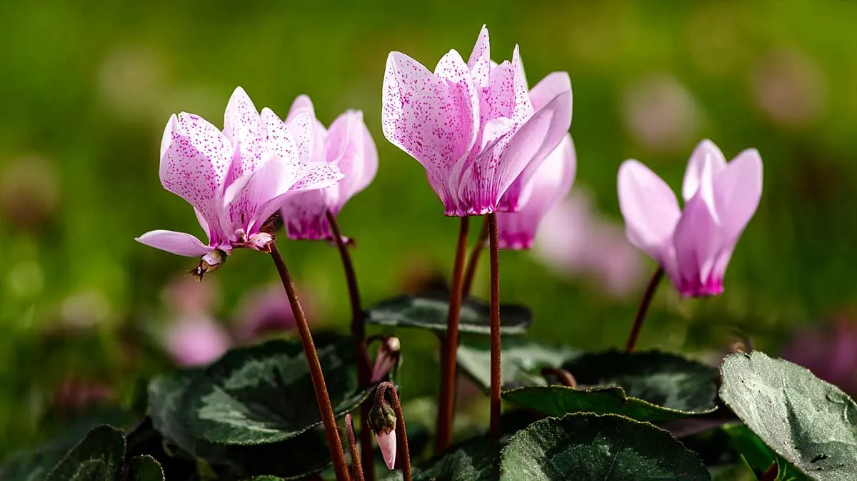 Cyclamen: Het Geheim van een Mooie Herfstbloei