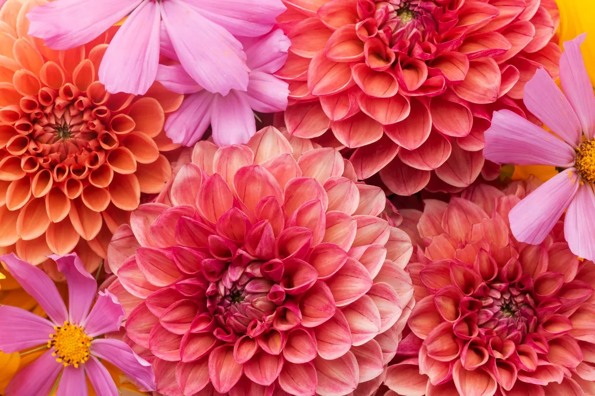 Dahlia's verdelen: een eenvoudige gids voor weelderige bloei