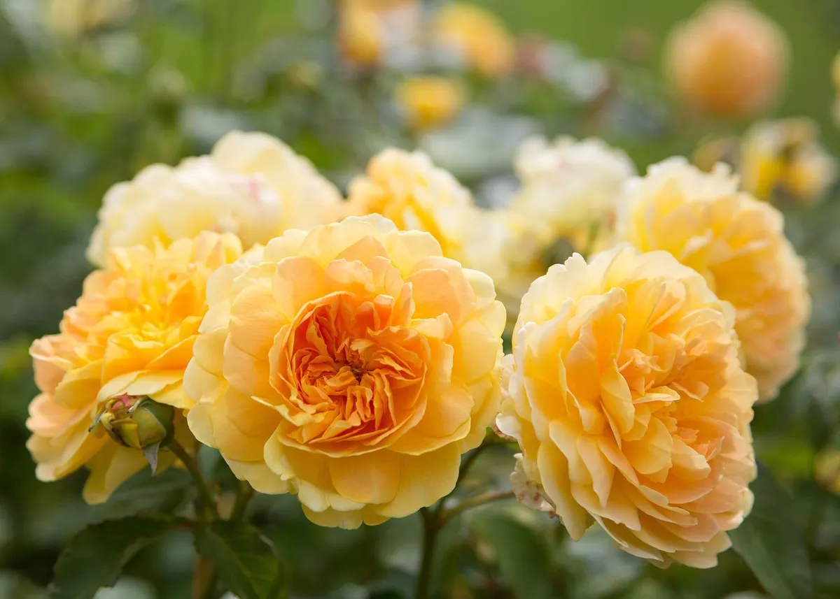 Epsomzout en rozen: mythe of wondermiddel?