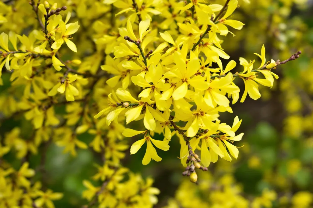 De kunst van snoeien: Maak van je forsythia een gele lentefeest