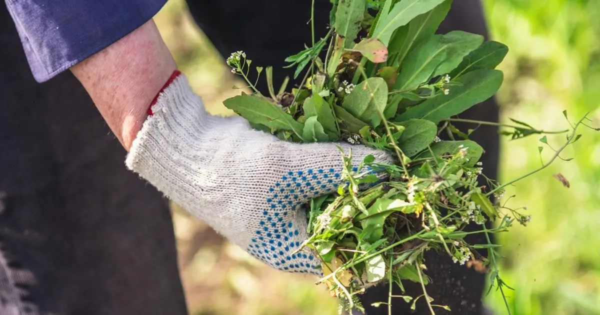 Geotextiel: De oplossing voor onkruidproblemen