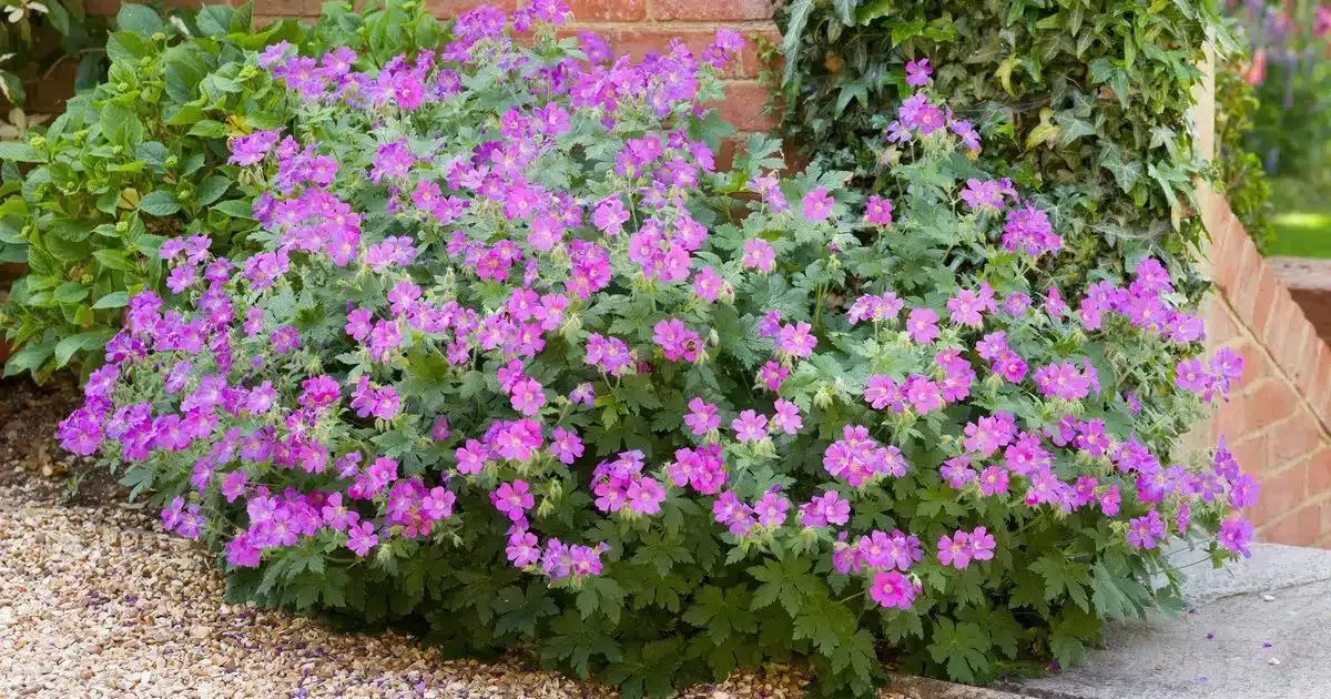 De onstuitbare charme van de Geranium Rozanne