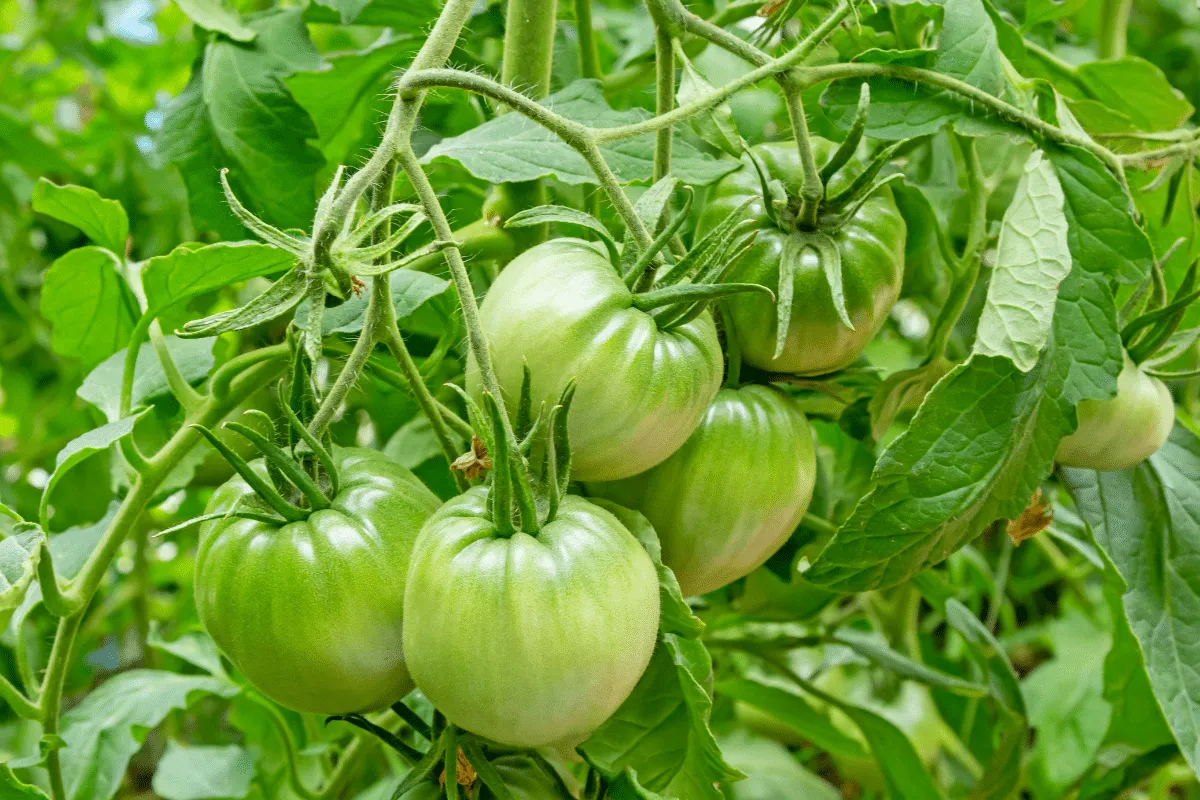 Groene tomaten: van oogst tot culinaire delicatesse
