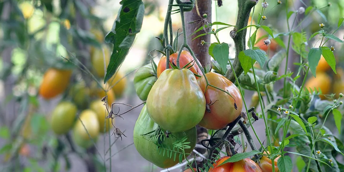 Hoe groene tomaten toch rijp krijgen na het einde van het seizoen