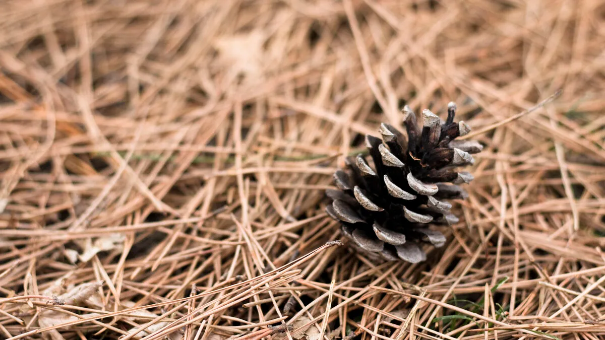 Herfstbladeren en pijnboomnaalden: natuurlijke hulpbronnen voor je tuin