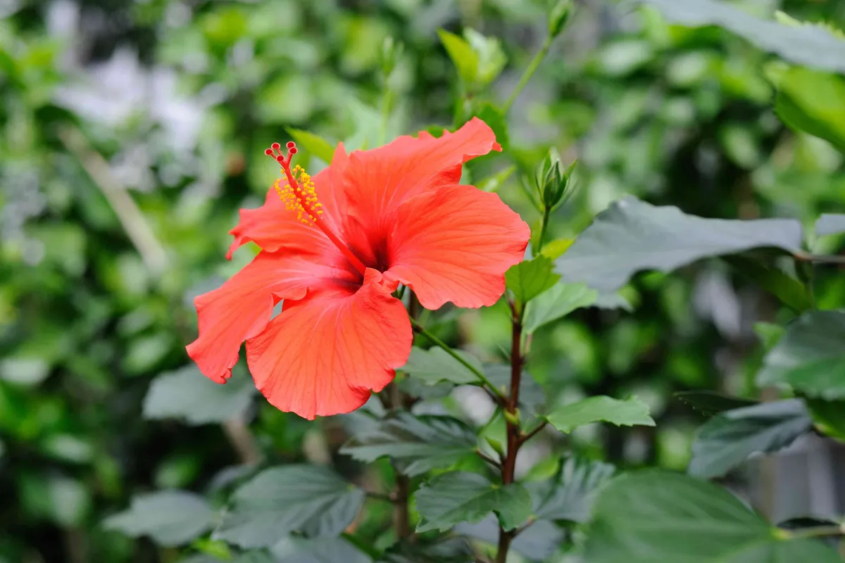 Het belang van het snoeien van hibiscus voor een gezonde groei