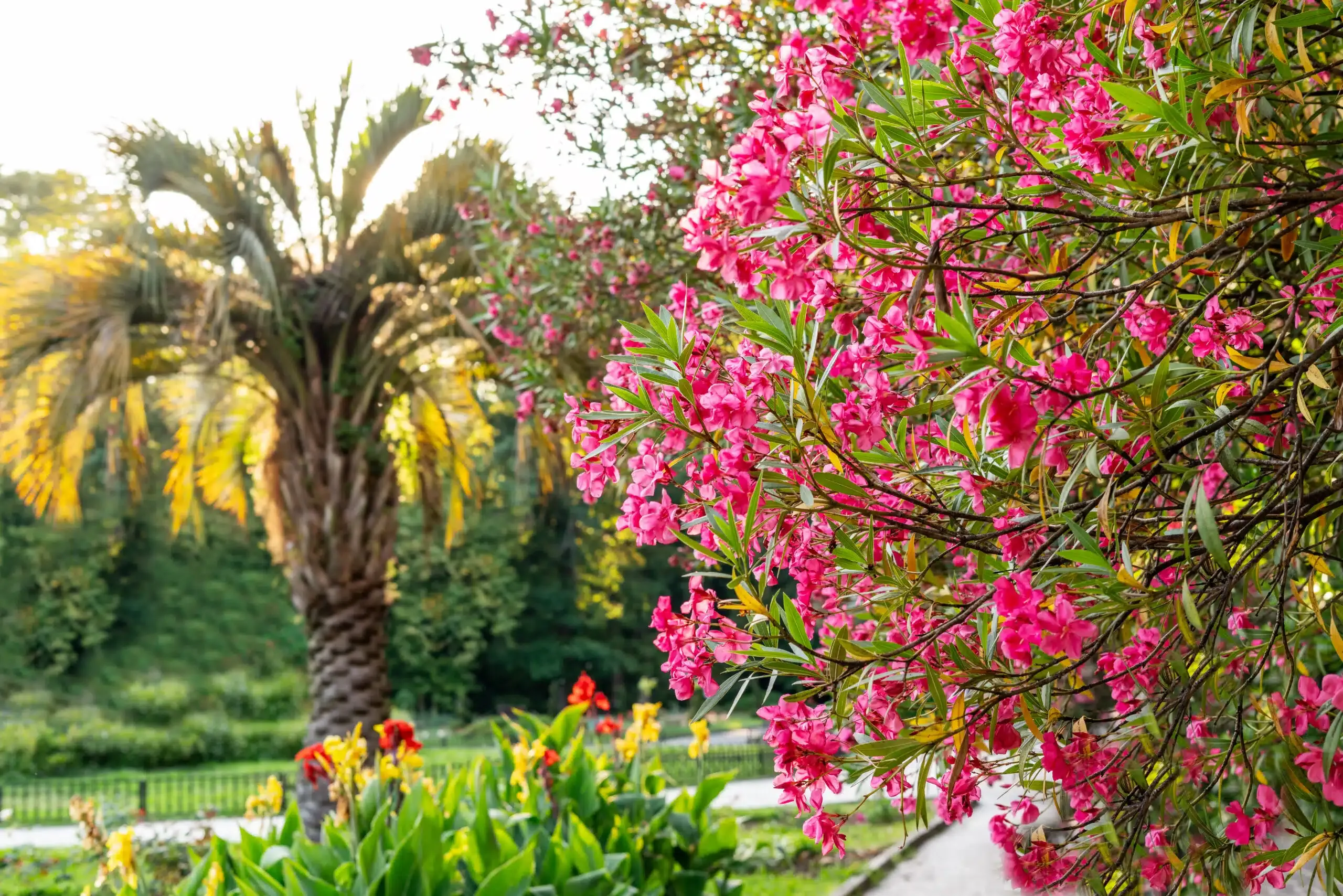 Hortensia's onder druk: hoe klimaatverandering deze iconische plant verandert