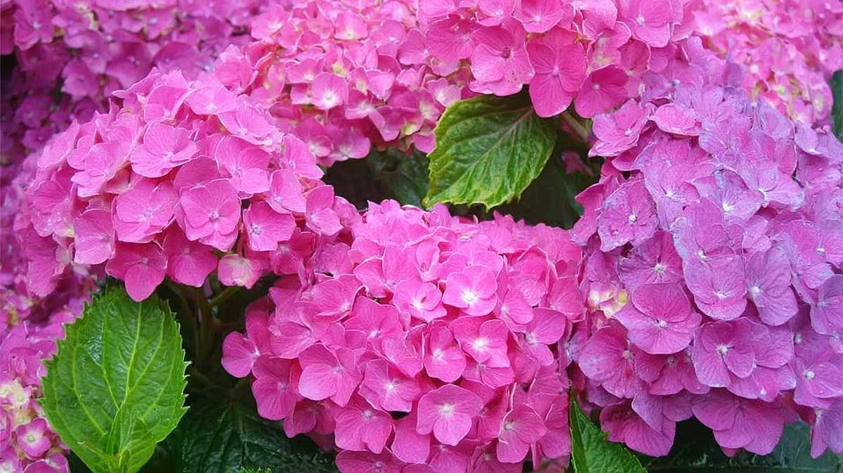 De aardappeltechniek: een verrassende partner voor hortensia stekken
