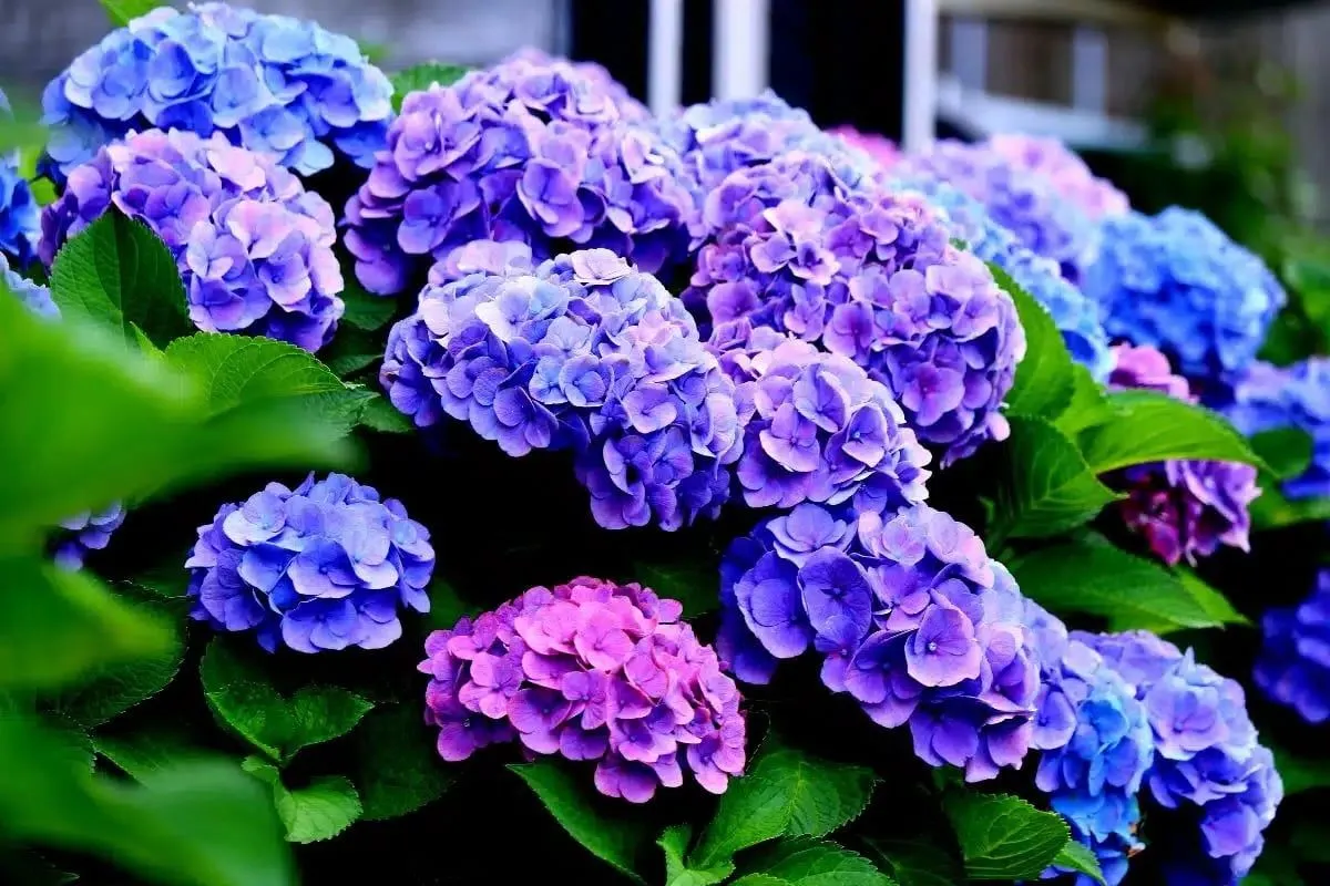 Hortensia's in de problemen: warmere dagen vragen nieuwe tuinplannen