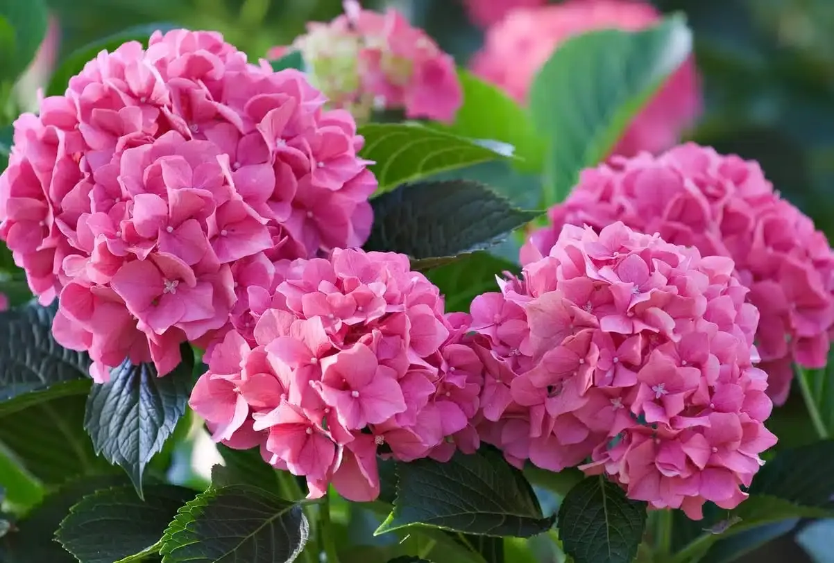 Waarom hortensia's snoeien voor oktober zo belangrijk is