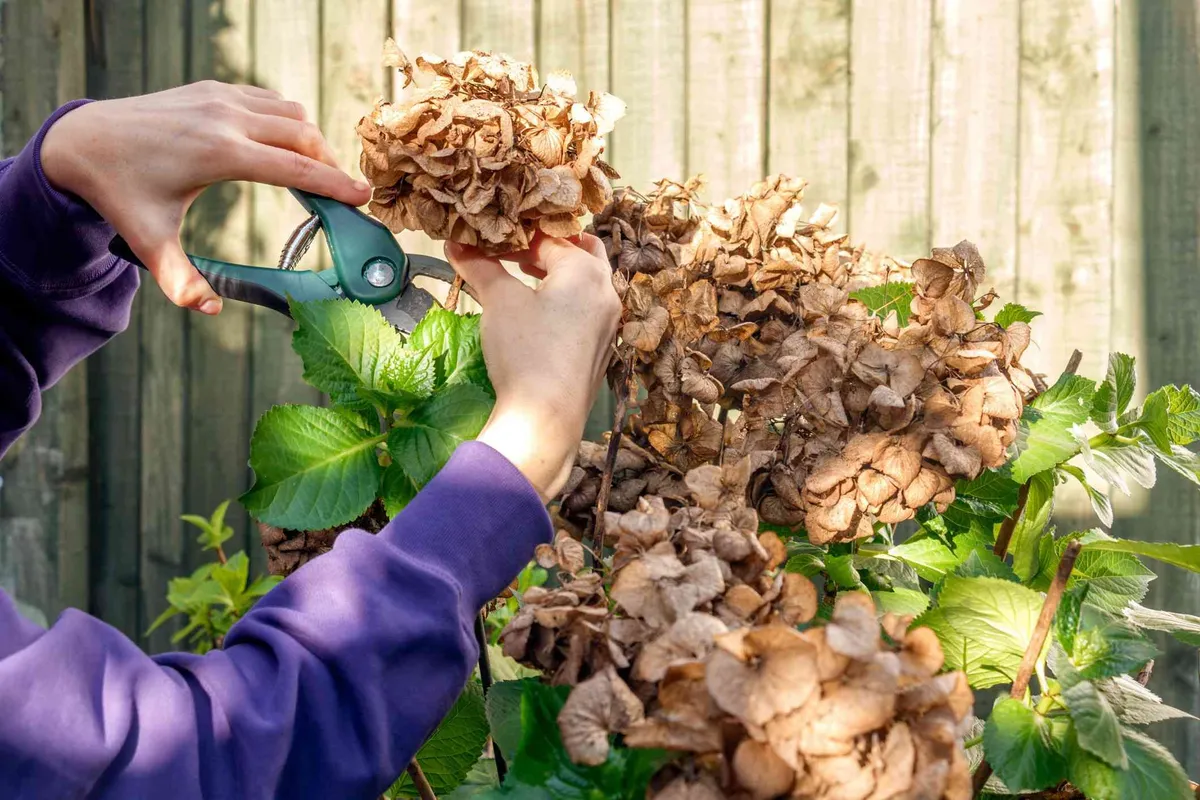 Hortensia's Snoeien voor Meer Bloei: Zo Pak Je het Aan