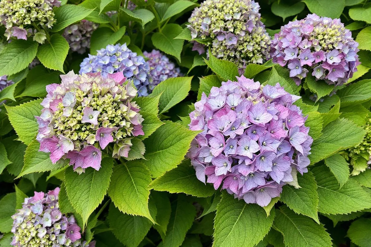 Het debat over het snoeien van hortensia's: mythen, realiteiten en handige tips