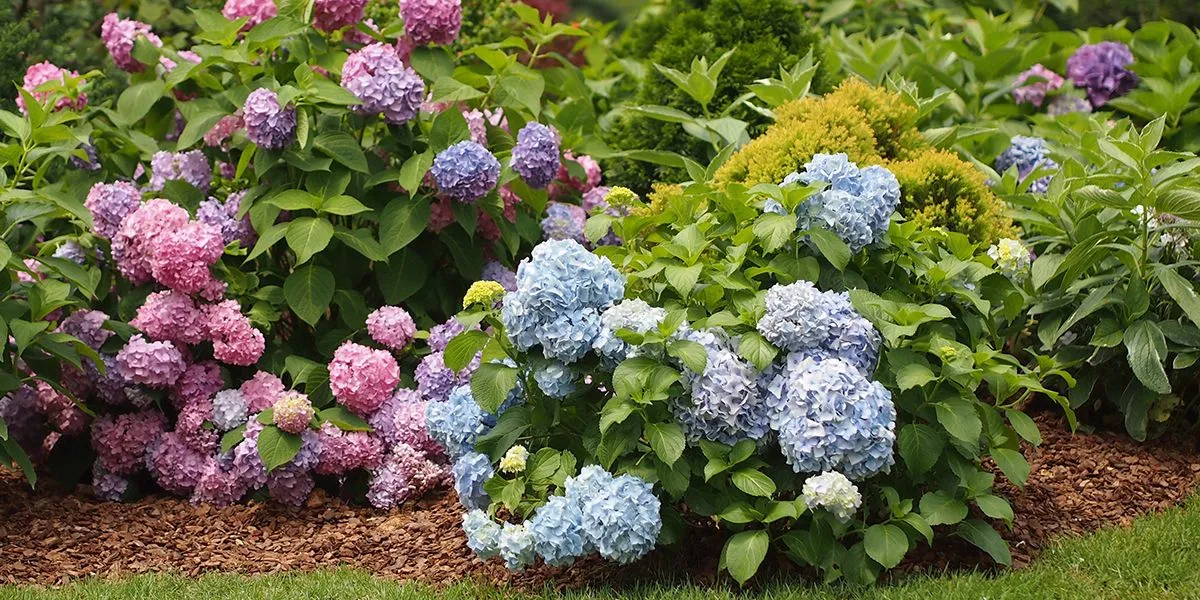 Alles wat je moet weten over hortensia’s en hun verzorging