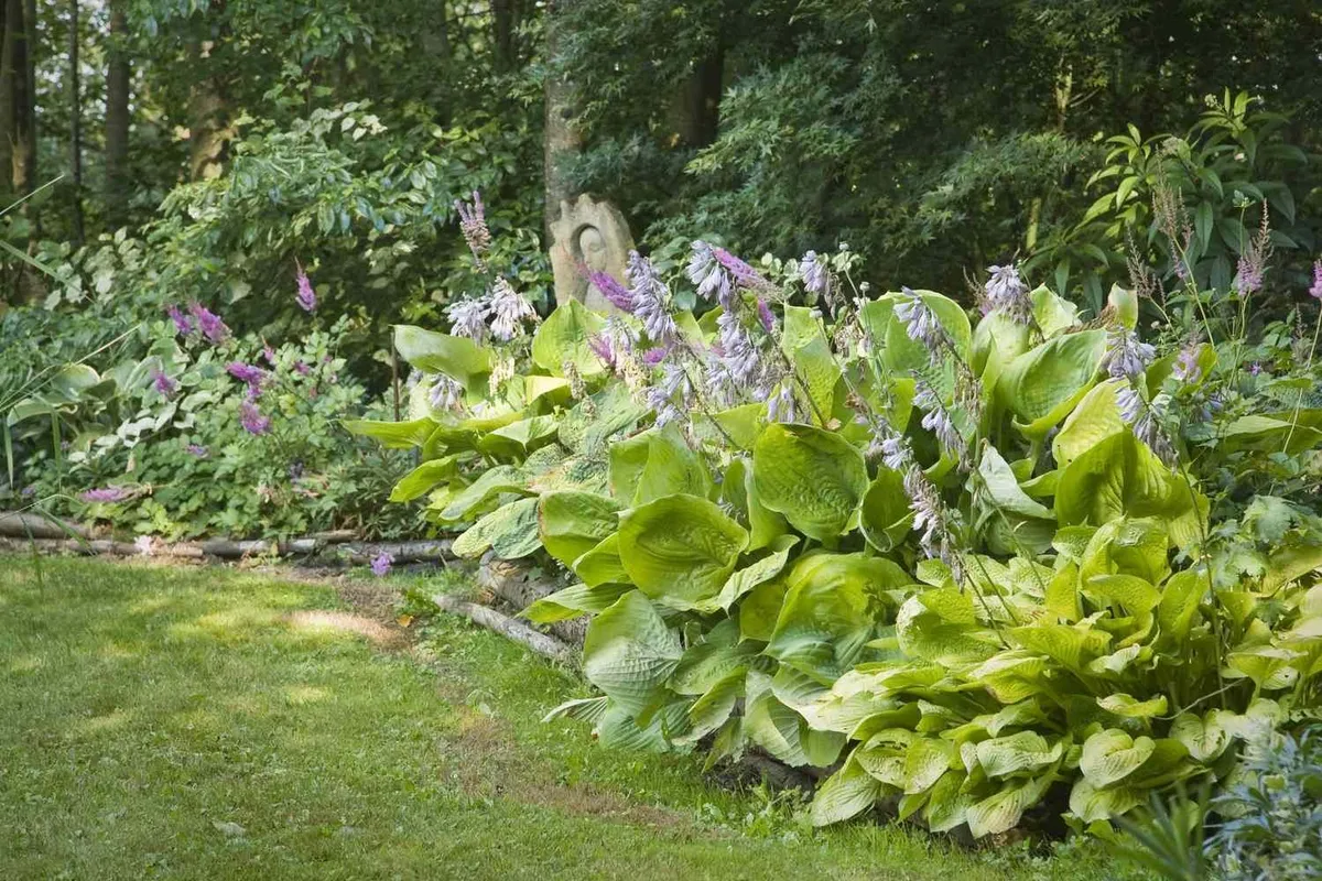 Waarom hosta's snoeien zo belangrijk is